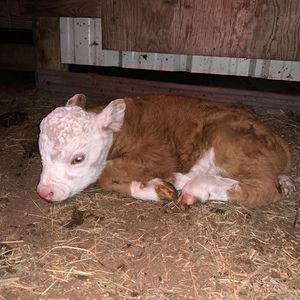 Meet your Posher, Lyle